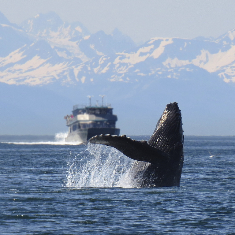 Humpback Whale in Alaska