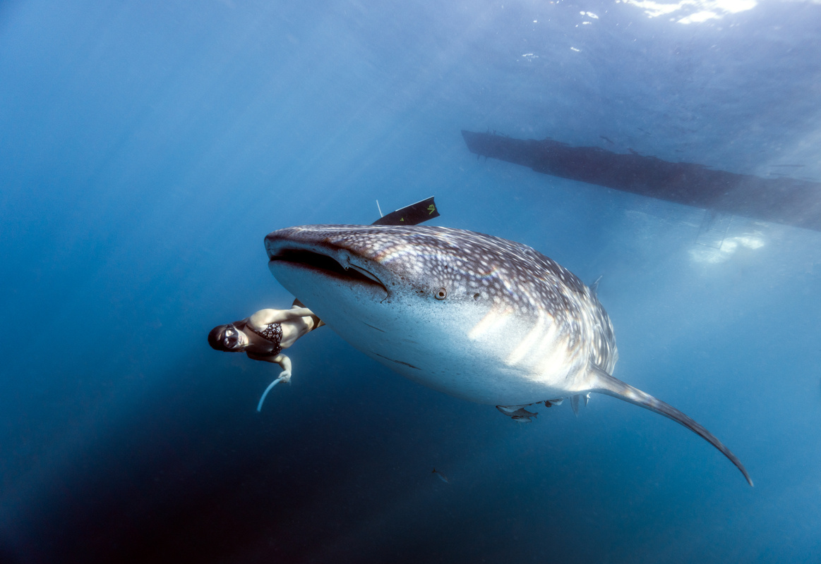 Scuba Diver swims beside a Whale Shark 