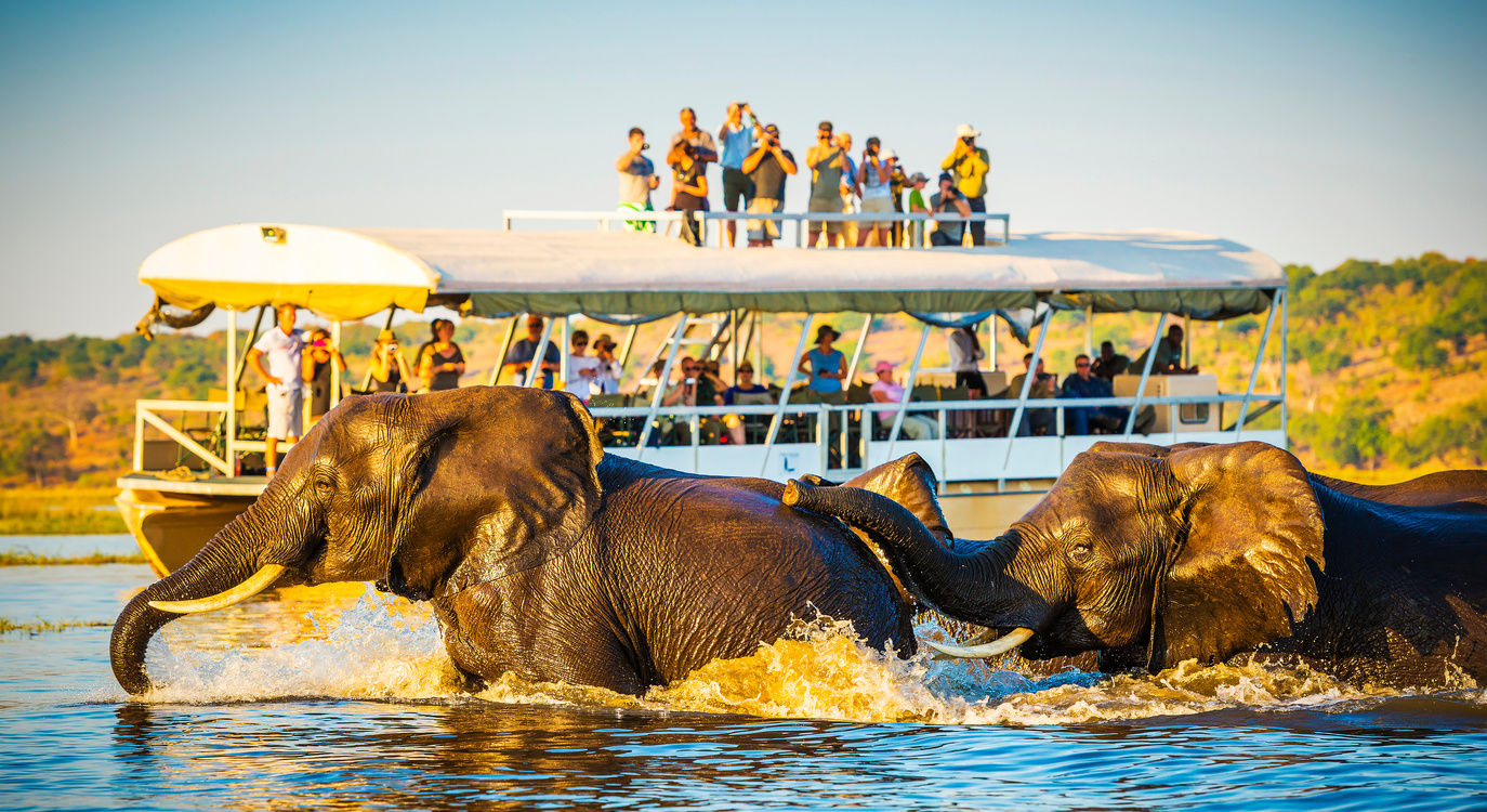 African Elephant Safari