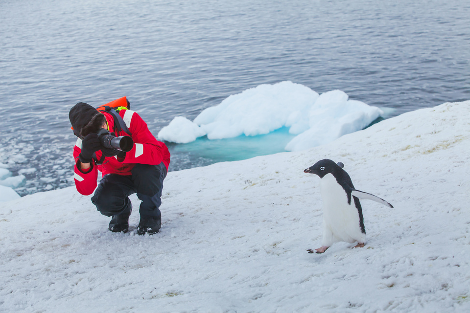 tourist wildlife photographer in Antarctica